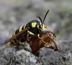 Attēlu rezultāti vaicājumam “Sesia apiformis”