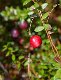 Attēlu rezultāti vaicājumam “Oxycoccus fruit”