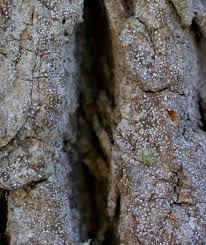 Attēlu rezultāti vaicājumam “Arthonia leucopellaea”