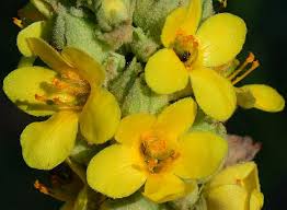 Attēlu rezultāti vaicājumam “Verbascum thapsus flower”