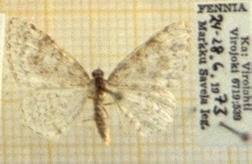 Attēlu rezultāti vaicājumam “Hydrelia sylvata”