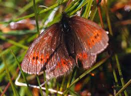 Attēlu rezultāti vaicājumam “Erebia aethiops upperside”