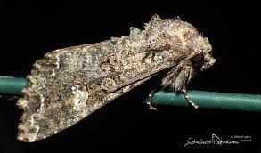 Attēlu rezultāti vaicājumam “Mamestra brassicae pupa”