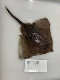 Image result for Amblyraja hyperborea