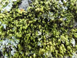 Attēlu rezultāti vaicājumam “Dicranum montanum sporophyte”
