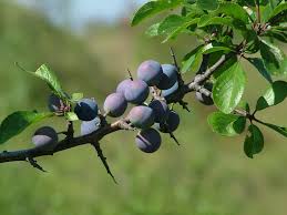 Attēlu rezultāti vaicājumam “Prunus spinosa”