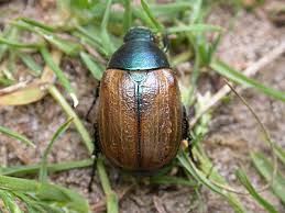 Attēlu rezultāti vaicājumam “Anomala dubia”