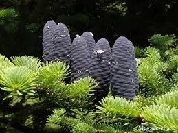 Attēlu rezultāti vaicājumam “Abies veitchii”