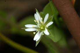 Attēlu rezultāti vaicājumam “Stellaria uliginosa”