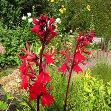 Image result for Lobelien