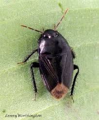 Attēlu rezultāti vaicājumam “Cydnidae”