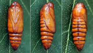 Attēlu rezultāti vaicājumam “Agrochola helvola”