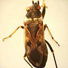 Image result for Rhyparochromus