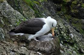 Image result for Thalassarche melanophris