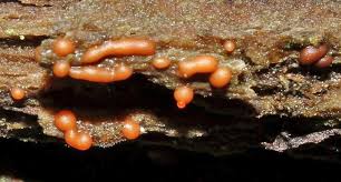 Attēlu rezultāti vaicājumam “Dianema nivale macro”