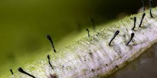 Attēlu rezultāti vaicājumam “Tubifera magna macro”