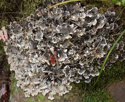 Attēlu rezultāti vaicājumam “Peltigera canina”