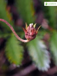 Attēlu rezultāti vaicājumam “Argentina anserina bud”