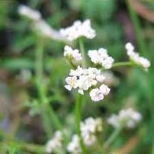 Attēlu rezultāti vaicājumam “Peucedanum palustre leaf”