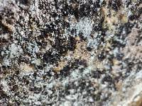 Attēlu rezultāti vaicājumam “Cystocoleus ebeneus”