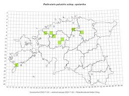 Attēlu rezultāti vaicājumam “Pedicularis palustris subsp. opsiantha”