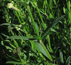 Attēlu rezultāti vaicājumam “Silene tatarica”