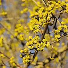 Attēlu rezultāti vaicājumam “Cornus mas flower”