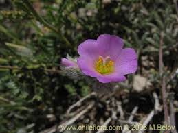 Attēlu rezultāti vaicājumam “Portulacaceae”