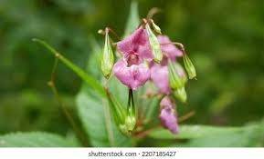 Attēlu rezultāti vaicājumam “Impatiens glandulifera fruit”