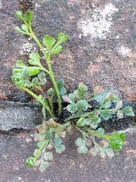 Attēlu rezultāti vaicājumam “Milesina murariae”