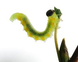 Attēlu rezultāti vaicājumam “Pristiphora maesta larva”