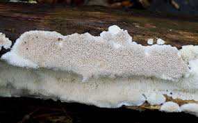 Attēlu rezultāti vaicājumam “Cinereomyces lindbladii”