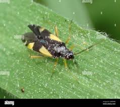 Attēlu rezultāti vaicājumam “Dryophilocoris flavoquadrimaculatus”