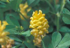 Attēlu rezultāti vaicājumam “Trifolium spadiceum flower”