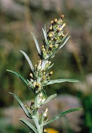 Attēlu rezultāti vaicājumam “Gnaphalium sylvaticum leaf”