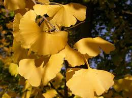 Attēlu rezultāti vaicājumam “Ginkgo biloba male flower”