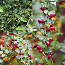 Attēlu rezultāti vaicājumam “Cotoneaster divaricatus”