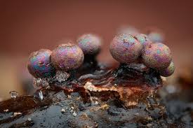 Attēlu rezultāti vaicājumam “Lamproderma debile macro”