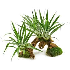 Attēlu rezultāti vaicājumam “Heterotrichia oerstedii (syn. Arcyria oerstedii) sessile”