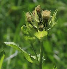 Attēlu rezultāti vaicājumam “Cirsium oleraceum leaf”