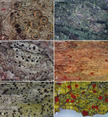 Attēlu rezultāti vaicājumam “Cliostomum corrugatum”