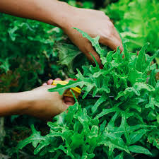 Image result for Pflücksalat