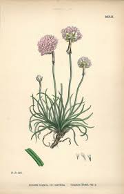 Attēlu rezultāti vaicājumam “Armeria vulgaris flower”
