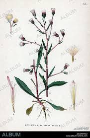 Attēlu rezultāti vaicājumam “Erigeron acris”