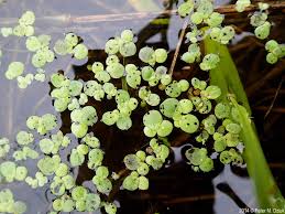 Attēlu rezultāti vaicājumam “Spirodela polyrhiza”