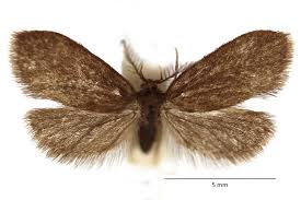 Attēlu rezultāti vaicājumam “Psyche casta”