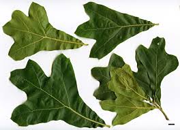 Attēlu rezultāti vaicājumam “Quercus”