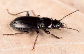 Attēlu rezultāti vaicājumam “Pterostichus oblongopunctatus”