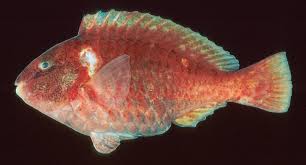 Image result for Sparisoma amplum