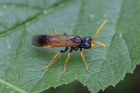 Attēlu rezultāti vaicājumam “Tenthredo campestris female”